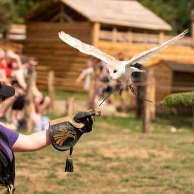 Birds of Prey Show