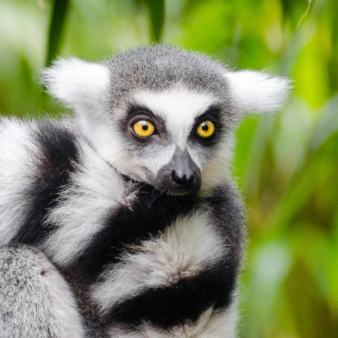 Lemur
