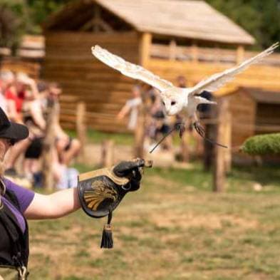 Birds of Prey