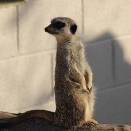 Meerkats
