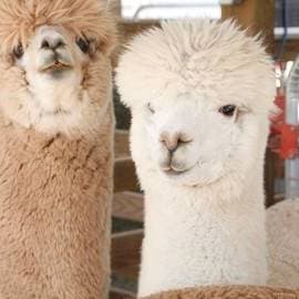 Goat & Alpaca
